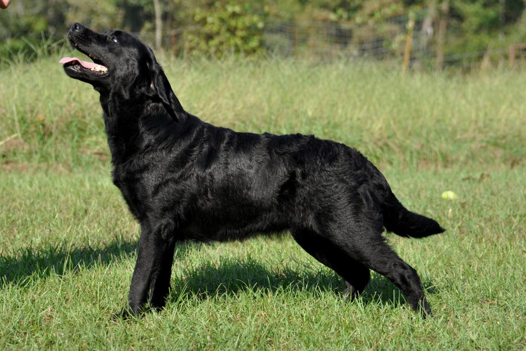 Ebony5 - Blackfork Labradors