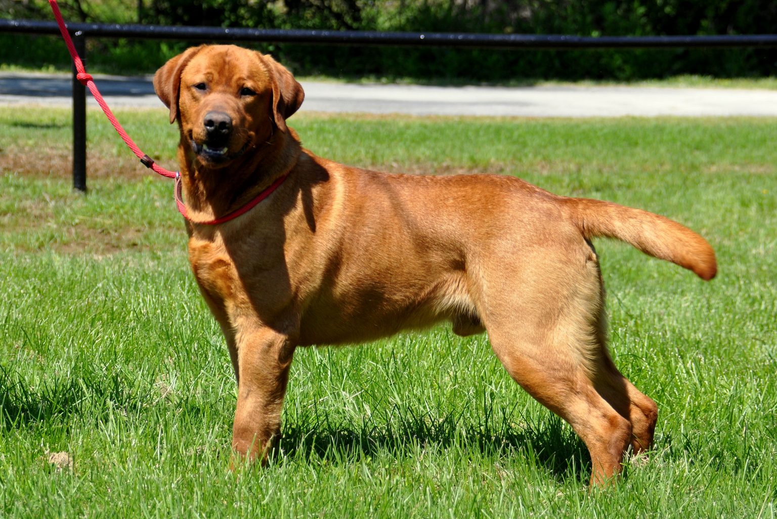 Jasper - Blackfork Labradors