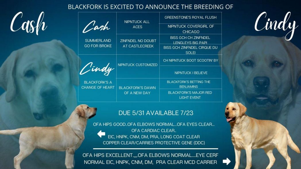 paraplu aftrekken handel Fox Red Labrador Breeder | Blackfork Labradors | Fox Red Lab Puppies